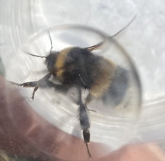 Bombus cryptarum
