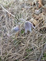 Pulsatilla cernua