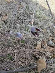 Pulsatilla cernua