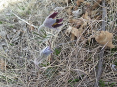 Pulsatilla cernua