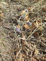 Pulsatilla cernua