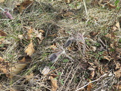 Pulsatilla cernua