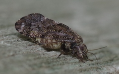 Nimbopsocus