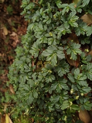 Elatostema obtusum trilobulatum
