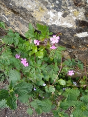 Geranium robertianum