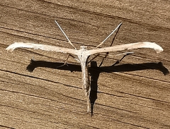 Emmelina monodactyla
