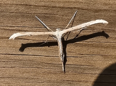 Emmelina monodactyla