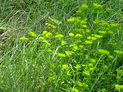Euphorbia verrucosa