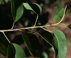 Ehretia saligna membranifolia