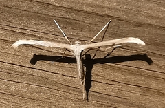 Emmelina monodactyla