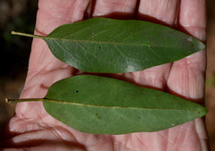Ehretia saligna membranifolia