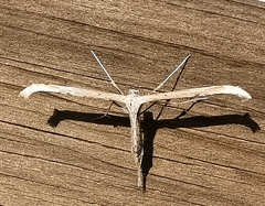 Emmelina monodactyla