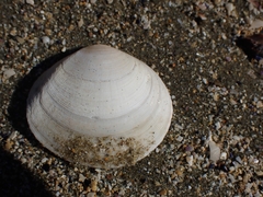 Pseudarcopagia disculus