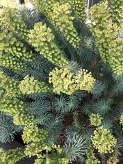 Euphorbia
