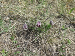 Pulsatilla cernua