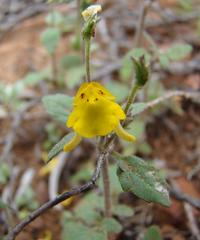 Hemimeris gracilis