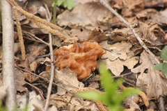 Gyromitra gigas