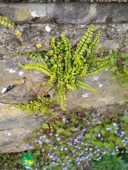 Asplenium trichomanes