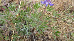 Lupinus lepidus lepidus