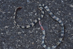 Calliophis intestinalis