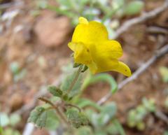 Hemimeris gracilis