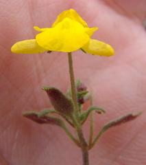 Hemimeris gracilis