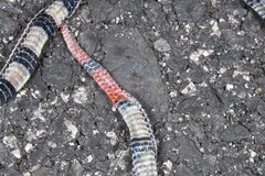 Calliophis intestinalis