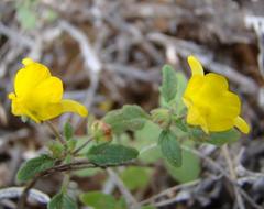 Hemimeris gracilis