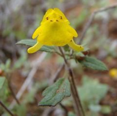 Hemimeris gracilis