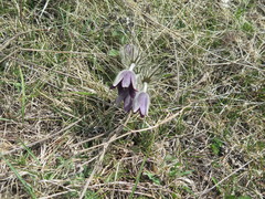 Pulsatilla cernua