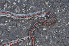 Calliophis intestinalis