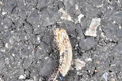 Calliophis intestinalis