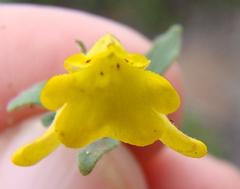 Hemimeris gracilis