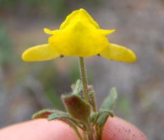 Hemimeris gracilis