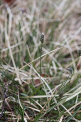 Sesleria albicans
