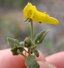 Hemimeris gracilis