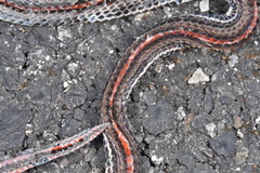 Calliophis intestinalis