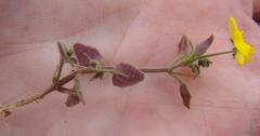 Hemimeris gracilis