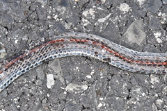 Calliophis intestinalis