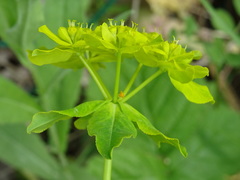 Euphorbia verrucosa