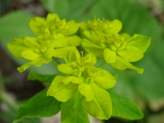 Euphorbia verrucosa