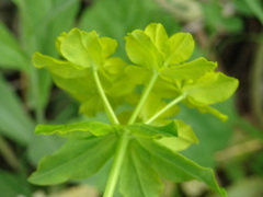 Euphorbia verrucosa