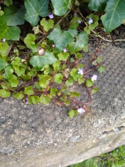 Cymbalaria muralis