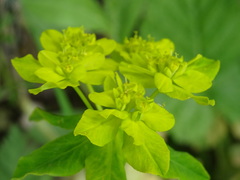 Euphorbia verrucosa