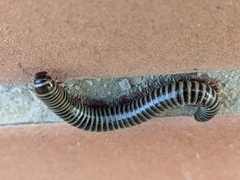 Ommatoiulus diplurus