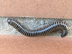 Ommatoiulus diplurus