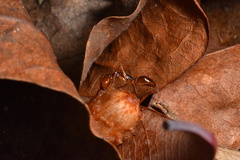 Odontomachus rixosus