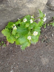 Alliaria petiolata