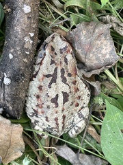 Sclerophrys poweri