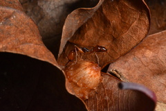 Odontomachus rixosus